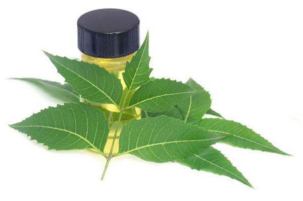 Dịch chiết lá neem giúp trị mụn đầu đen hiệu quả